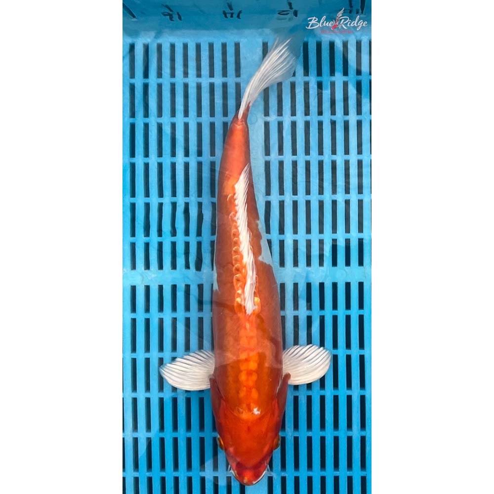 14-16” Kikusui Koi