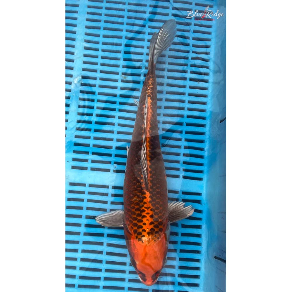 14-16” Kujaku Koi