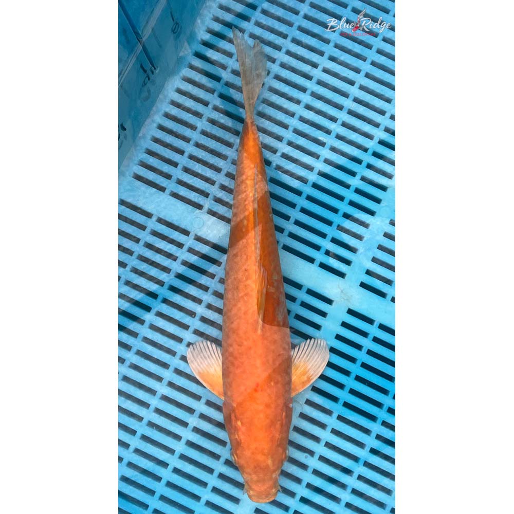 14-16” Orenji Ogon Koi