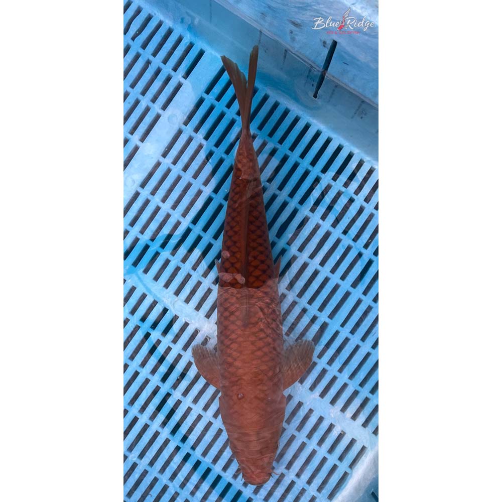 14-16” Chagoi Koi