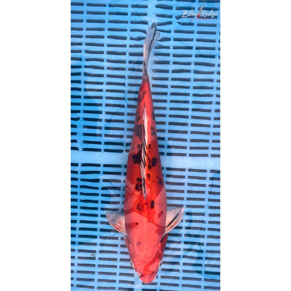 14-16” Heisei Nishiki Koi