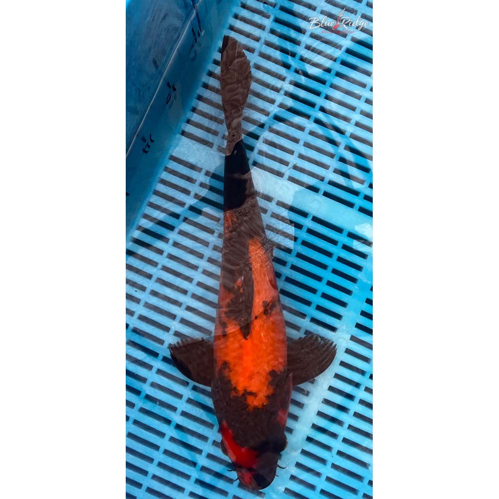 14-16” Hi Utsuri Koi