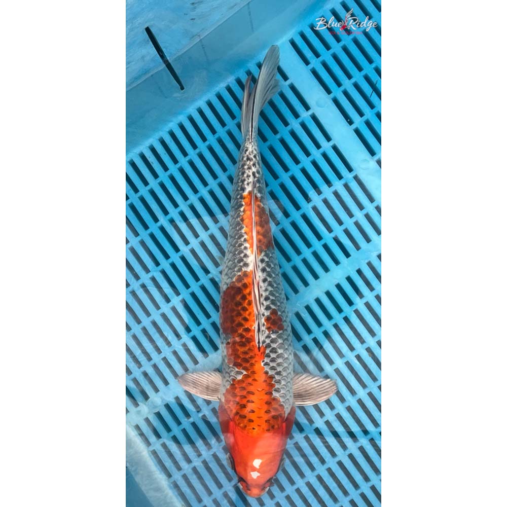 14-16” Kujaku Koi