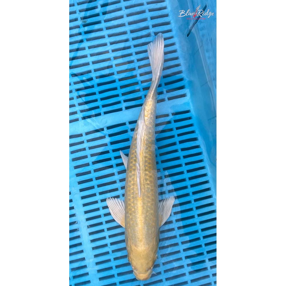 14-16” Yamabuki Ogon Koi