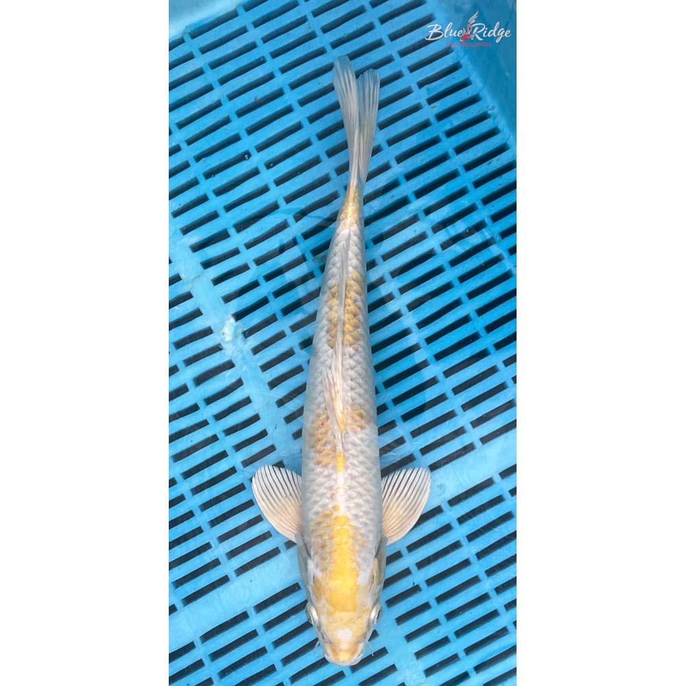 14-16” Lemon Hariwake Koi