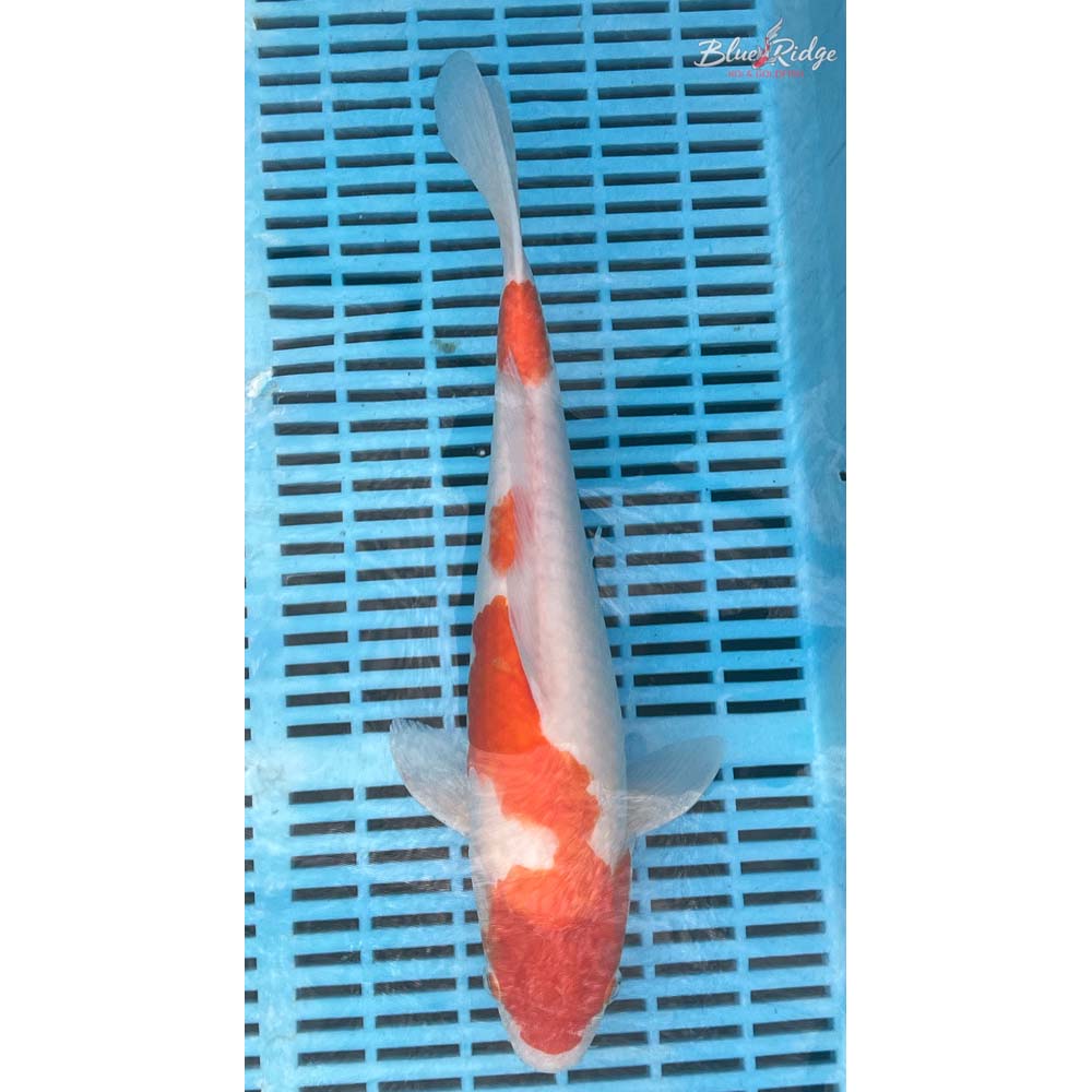 14-16” Kohaku Koi