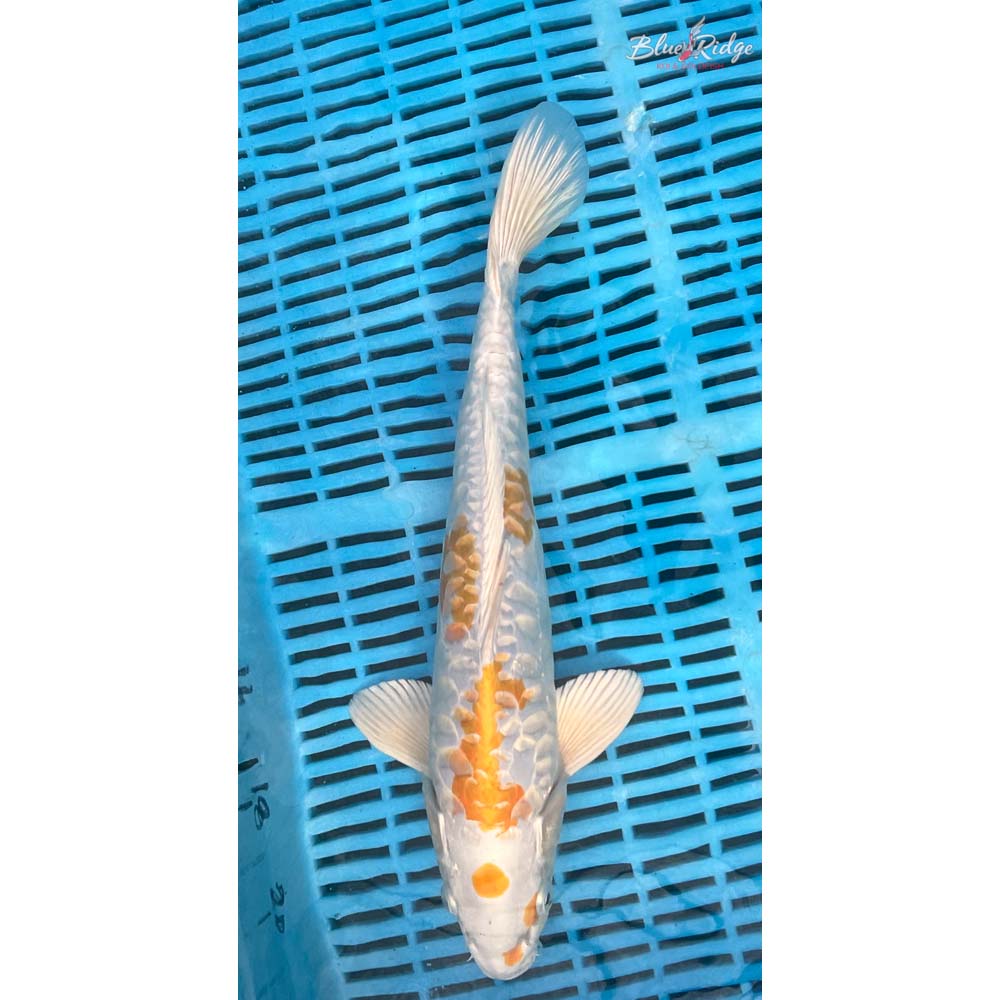 14-16” Armor Scaled Lemon Hariwake Koi