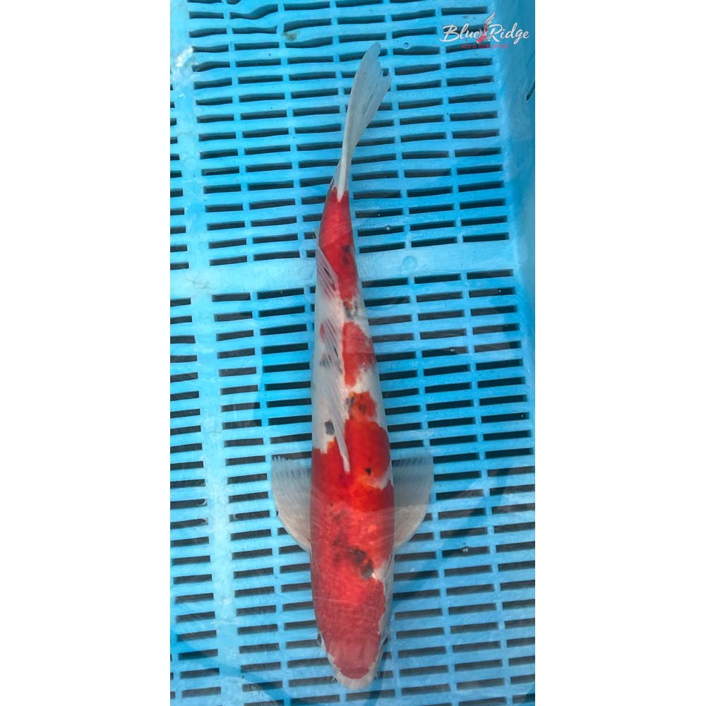 14-16” Sanke Koi