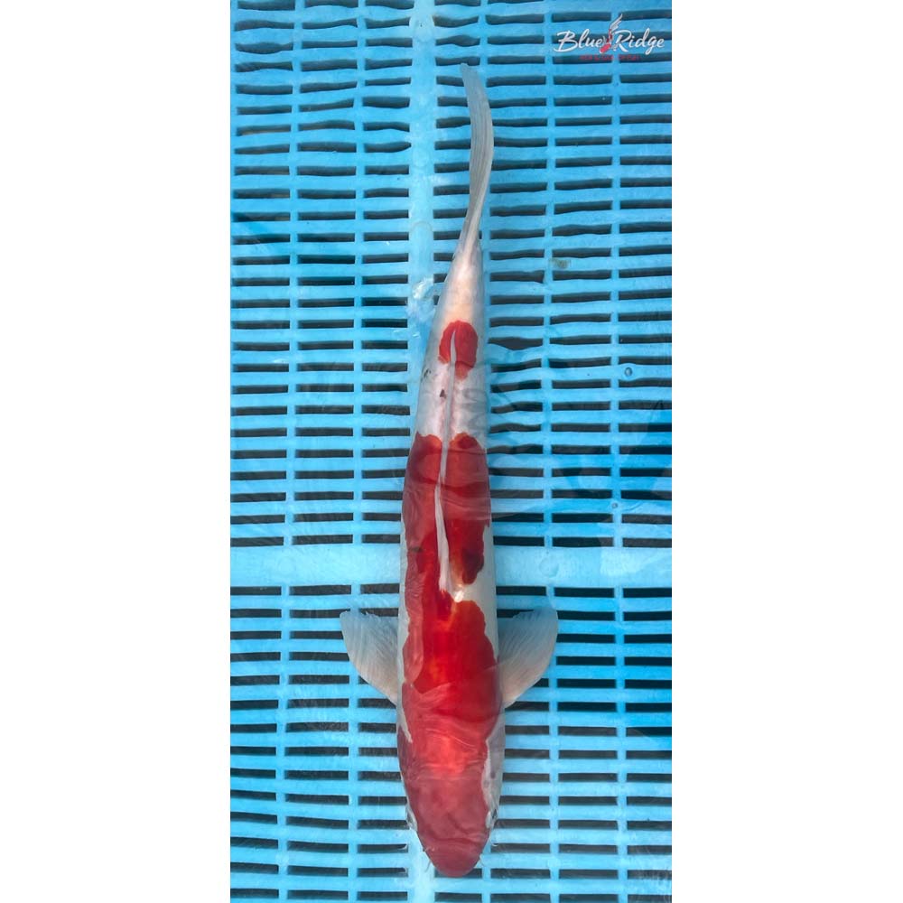 14-16” Doitsu Sanke Koi