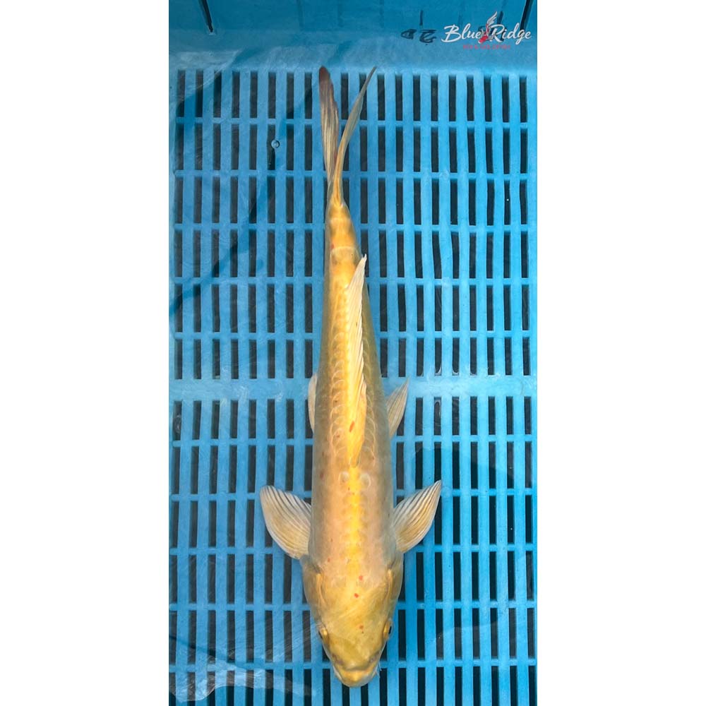 14-16” Doitsu Yamabuki Ogon Koi