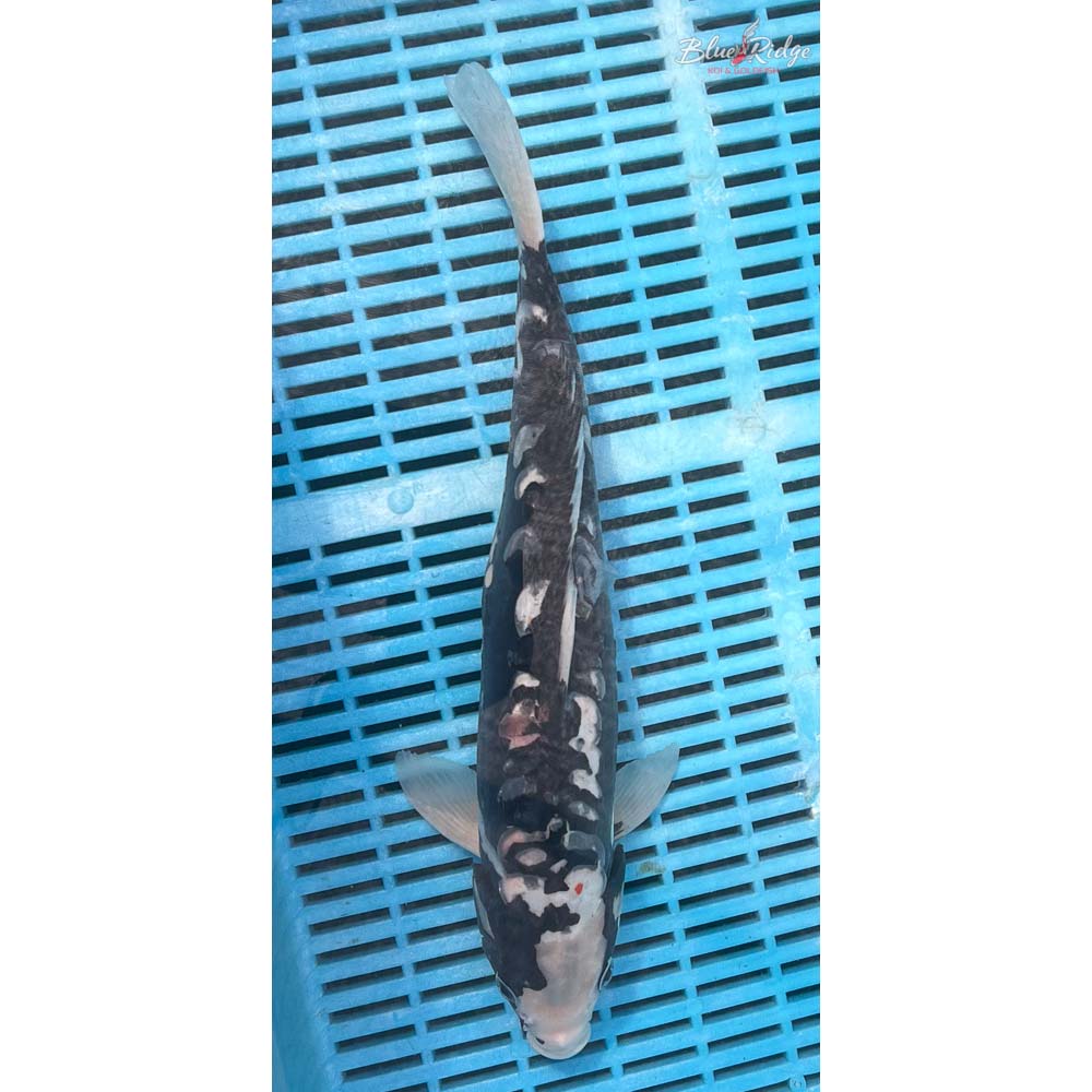 14-16” Beni Kumonryu Koi