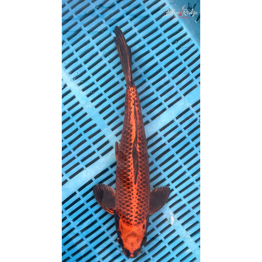 14-16” Orenji Ogon Koi