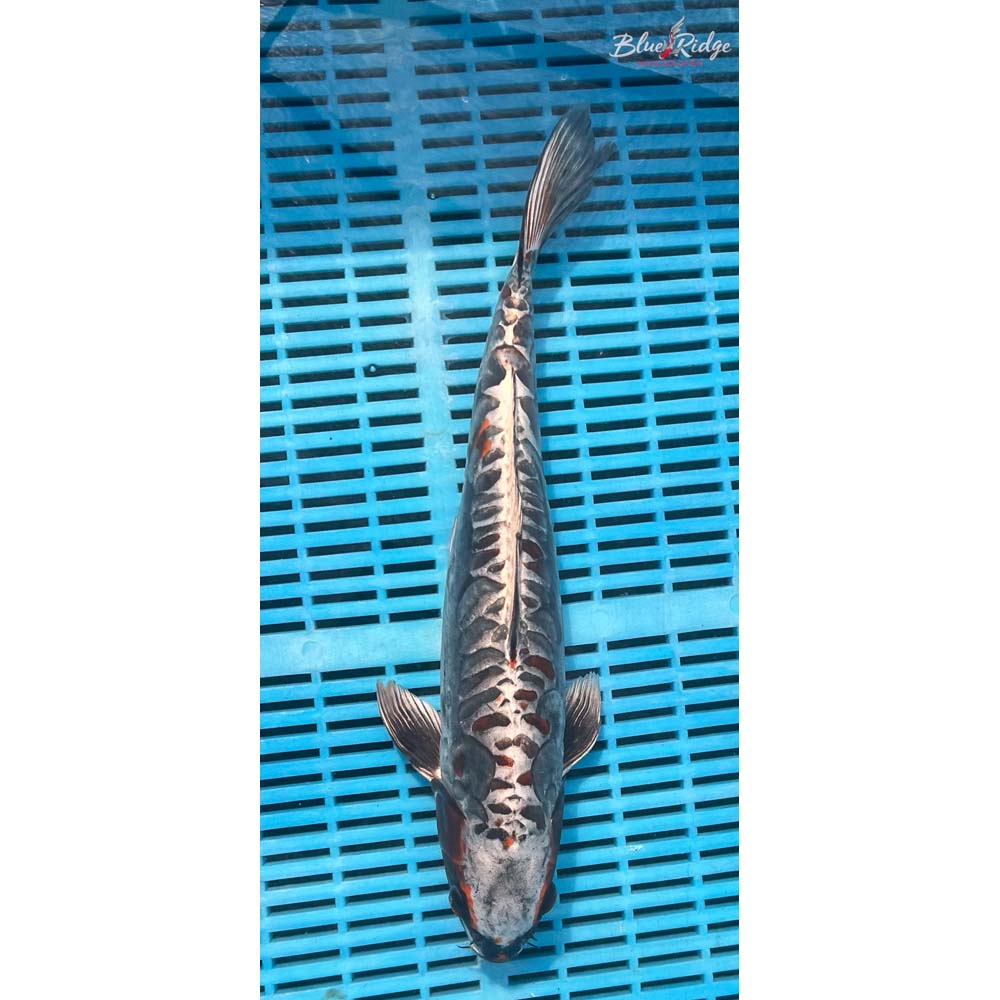 14-16” Kin Kikokuryu Koi