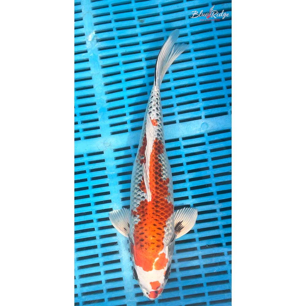 14-16” Kujaku Koi