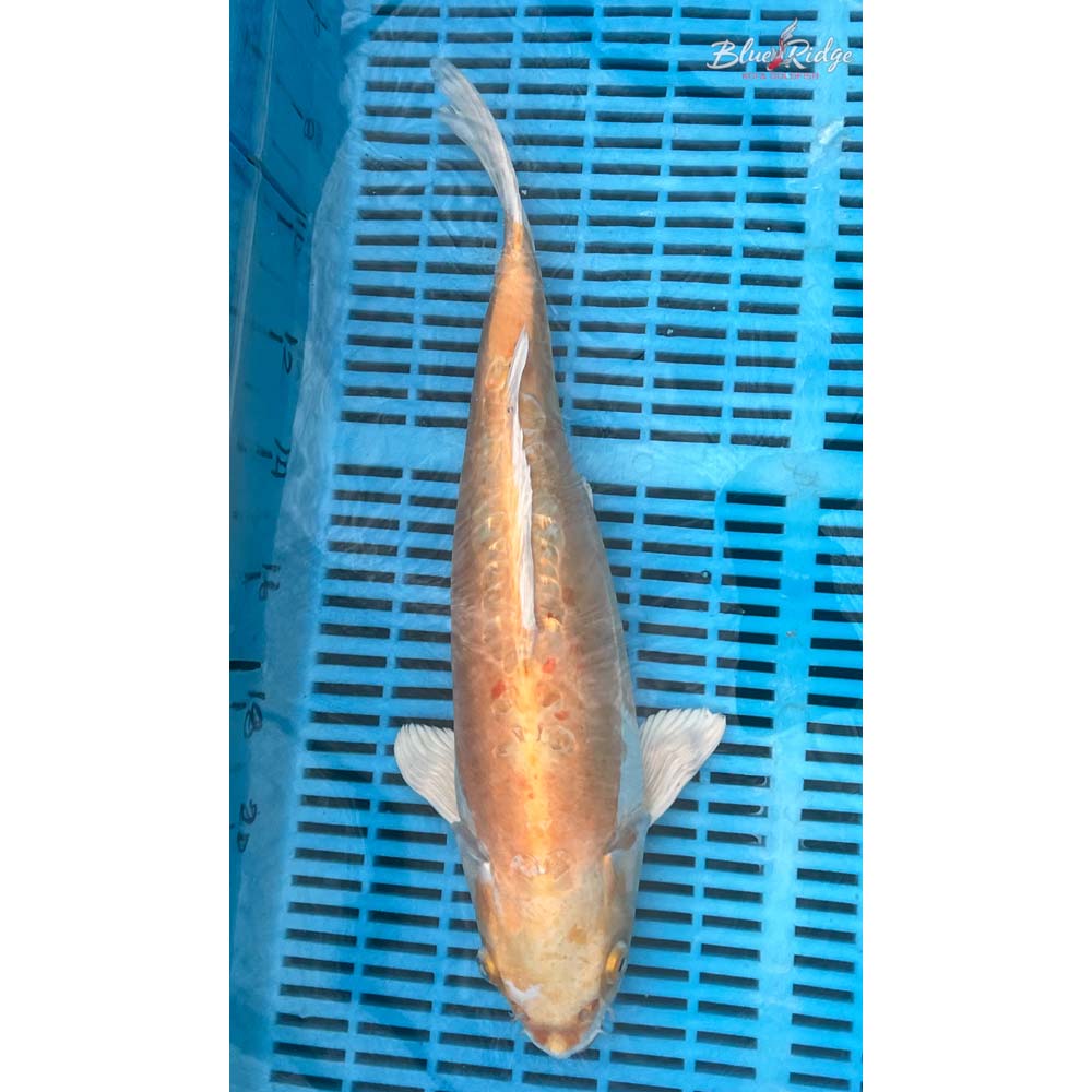 14-16” Doitsu Lemon Hariwake Koi