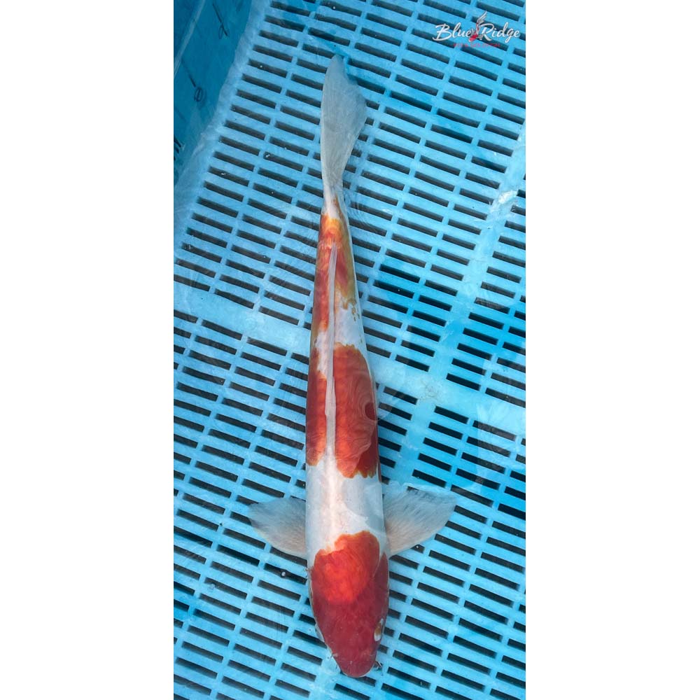 14-16” Doitsu Kohaku Koi