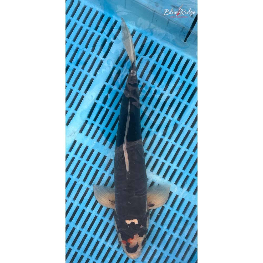 14-16” Beni Kumonryu Koi
