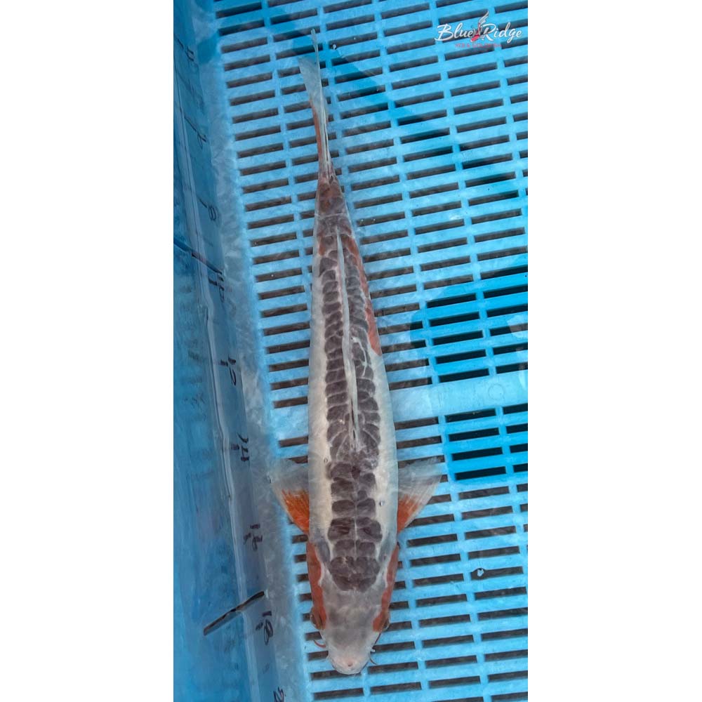 14-16” Shusui Koi