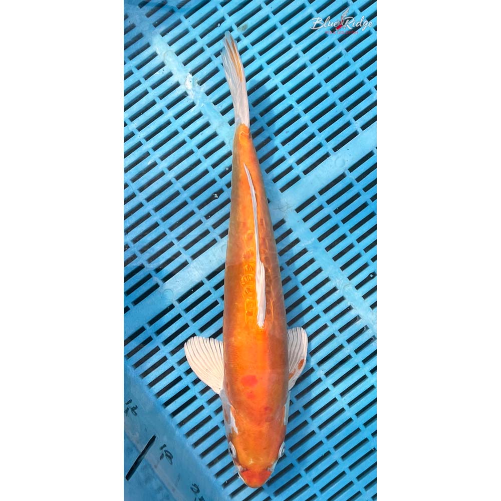 16-18” Kikusui Koi