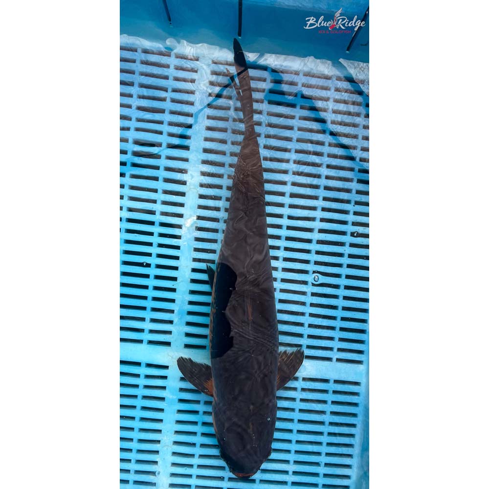 16-18” Kawarigoi Koi