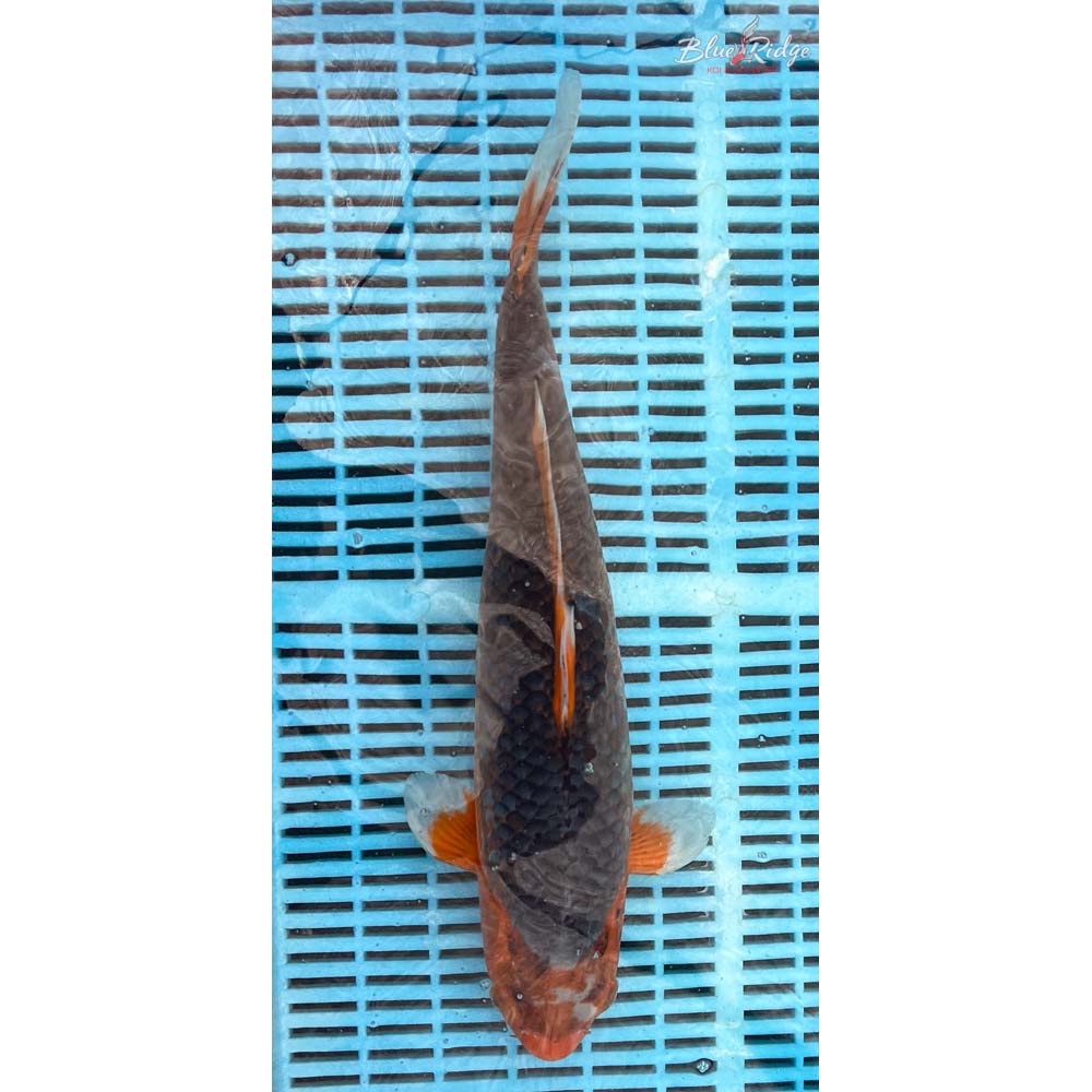 16-18” Asagi Koi