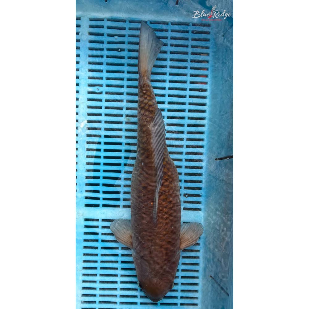 16-18” Ochiba Shigure Koi