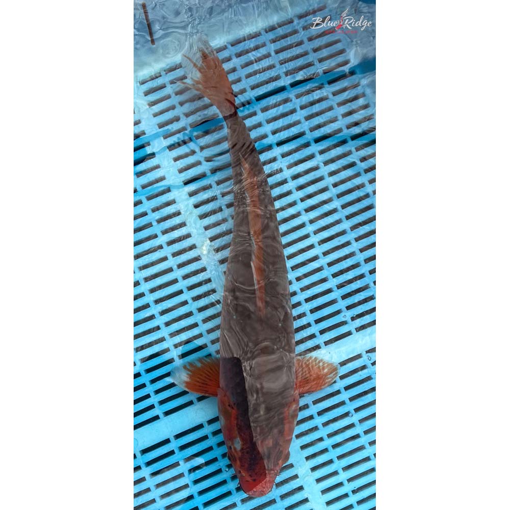 16-18” Hi Asagi Koi