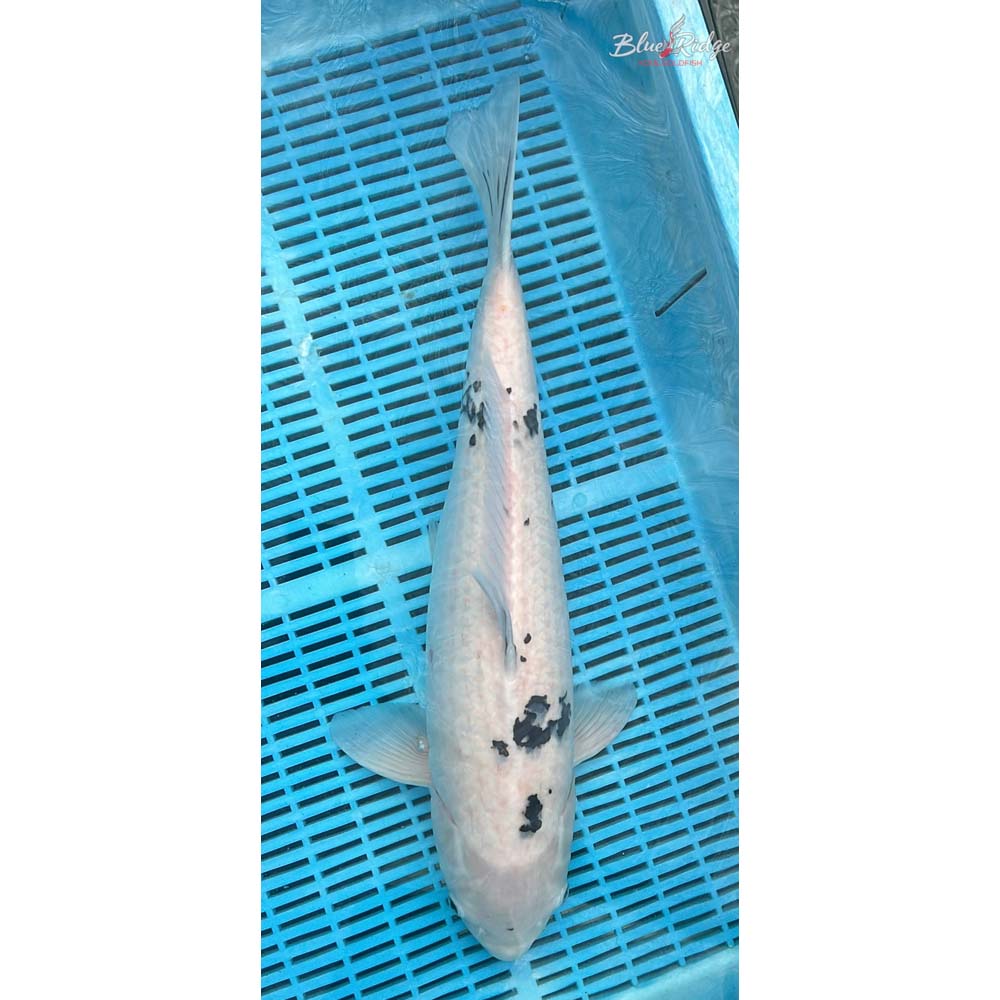 20-22” Shiro Bekko Koi