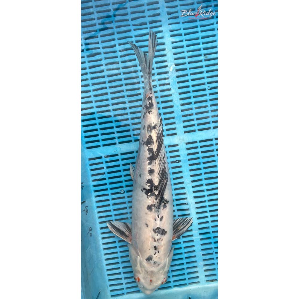 20-22” Heisei Nishiki Koi