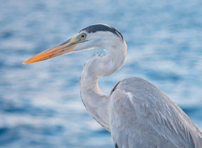 Heron by water