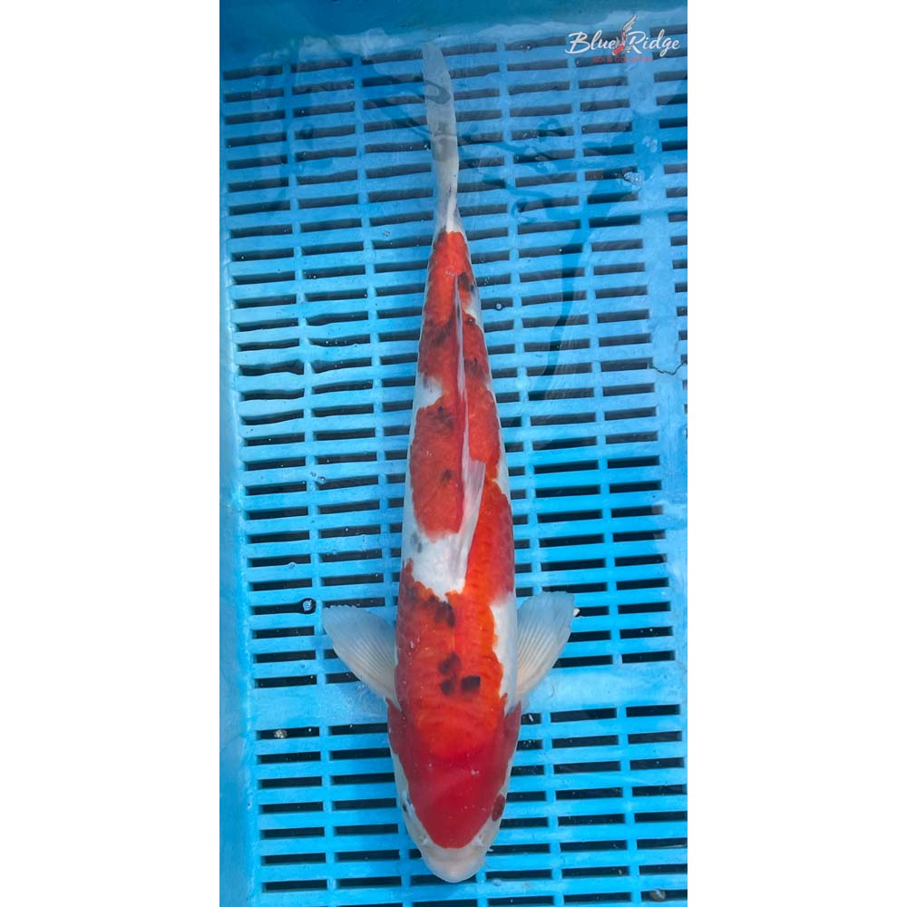 14-16” Sanke Koi